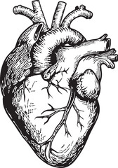 human heart silhouette