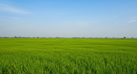Fototapeta premium Ripe Paddy Crops Beneath Peaceful Afternoon Sky