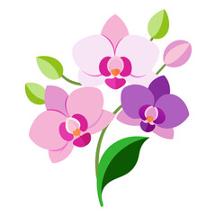 pink orchid on white background