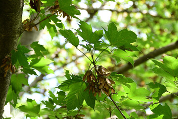 カエデの翼果（カジカエデ）