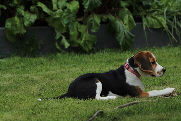 Closed-up on face focus on eye of a cute tri-color beagle dog sitting on the grass field on sunny...