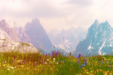 Naklejka premium Explore breathtaking alpine landscapes with vibrant wildflowers and majestic mountain peaks, perfect for nature enthusiasts and hiking adventures.