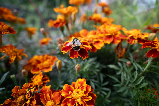 bee on orange flower