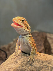 portrait of a lizard in close up of a wild animal