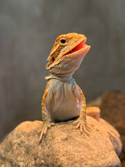 portrait of a lizard in close up of a wild animal