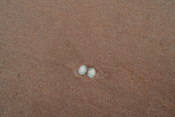 seashell on the beach