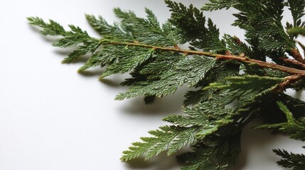 Closeup of textured cedar branch with rich green foliage against white background, highlighting natural details and delicate textures, ideal for nature and botanical themes