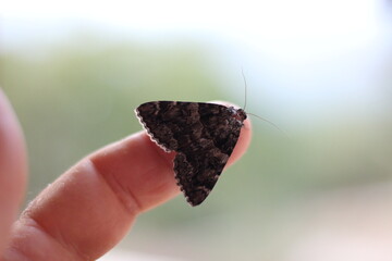 Butterfly Resting on a Human Finger © Voiles & Racines
