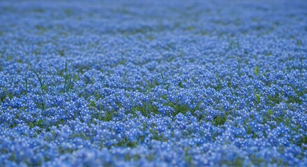Vast Field of Delicate Blue Forget-Me-Not Flowers