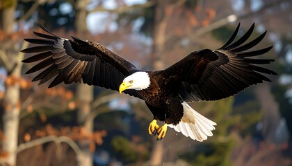 Bald eagle in flight