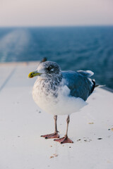 European herring gull standing on a ship deck with sea background.  