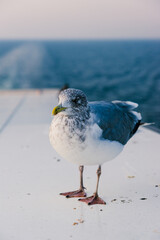 European herring gull standing on a ship deck with sea background.  