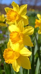 Three bright yellow daffodils in a sunny garden