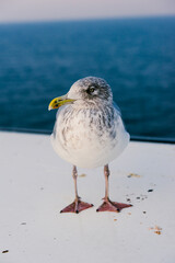 European herring gull standing on a ship deck with sea background.  