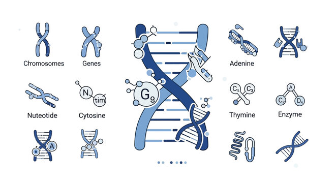 Conceptual illustration of DNA, chromosomes, genes, nucleotides, and molecular components