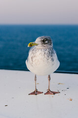 European herring gull standing on a ship deck with sea background.  