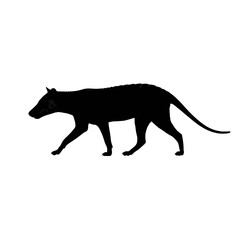 Fototapeta premium Tasmanian tiger silhouette isolated on white background