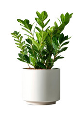 Gardening zz plant care tips for homeowners living room