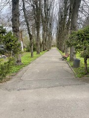 path in the park