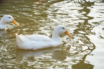 Fototapeta premium White ducks with an orange bill floats calmly on a rippling pond. The serene scene highlights the duck's peaceful movement.
