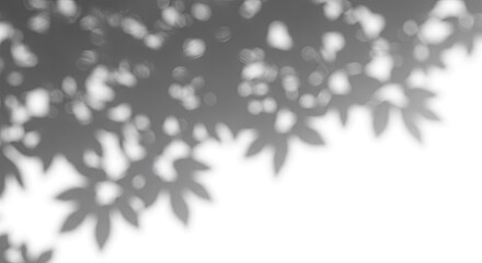 Shadow Overlay of Gray Leaves on White Background: Botanical Light and Shadow Photography for Design