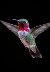 Fototapeta premium Ruby-throated Hummingbird in Mid-Flight Against Black Background
