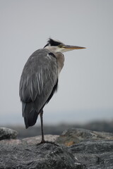 Ein Graureiher (Ardea cinerea) steht an einem düsteren Tag auf einem Bein auf einem Fels