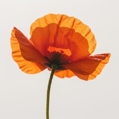 Radiant Orange Poppy Illuminated by Sunlight