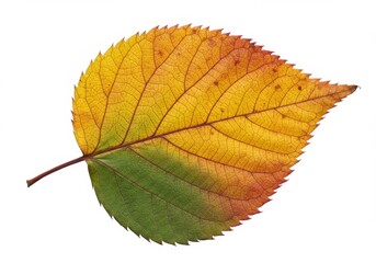 Autumn Leaf Displays Vibrant Fall Colors