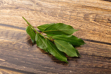 Fresh green laurel leves for cooking