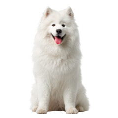 Happy Samoyed Dog Sitting with Joyful Expression on White Background
