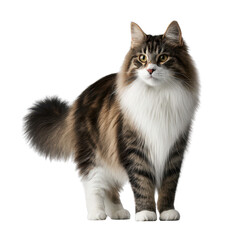 Obraz premium Majestic Long-Haired Cat Standing Gracefully with Bright Eyes
