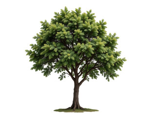 Lush Green Tree with Vibrant Foliage and Strong Branches