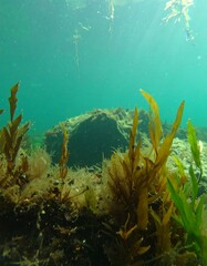 Fototapeta premium Underwater kelp forest (3)
