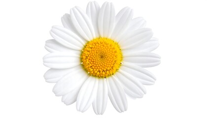 Fototapeta premium Close-up of a daisy (7)