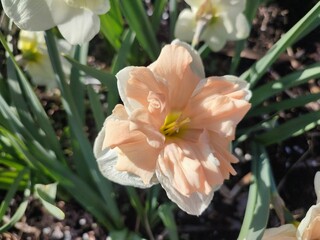 Beautiful blooming narcissus flower on sunny spring day. Varietal flower of narcissus variety Apricot Whirl. Pink petals on white petals in inflorescence with stamens on green stem leaves in ground