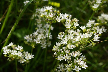 Fototapeta premium natural close up image of garlic chives (Allium Tuberosum) Plant in bloom
