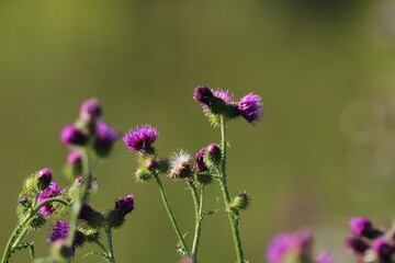Thistle Carduus acanthoides grows in the wild in summer. Common thistle. Beautiful summer thistle background 