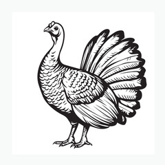 vector illustration of a turkey