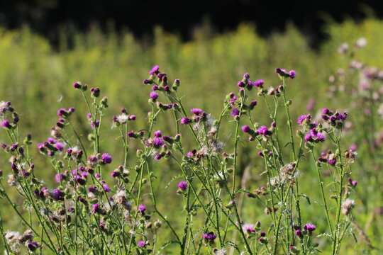 Thistle Carduus acanthoides grows in the wild in summer. Common thistle. Beautiful summer thistle background 