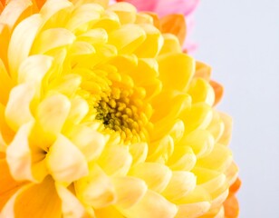 Close-up of vibrant yellow and orange chrysanthemum