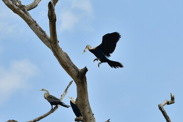Oriental darter