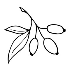 Hawthorn Berry Branches with Round Small Pome Fruits.