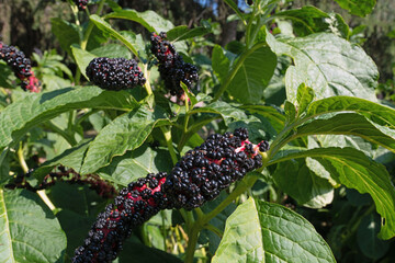 Close-up view of the American pokeweed plant with dark purple berries in natural setting
