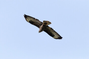 Planeando va un hermoso Busardo ratonero (Buteo, buteo)
