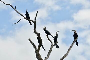 Oriental darter