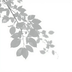 Fototapeta premium shadow overlay effect. Gray shadow of leaves isolated on white background. Plant foliage leaf shadow light effect. Mockup Blurred tree branch shadow. Ideal for summer spring design elements PNG