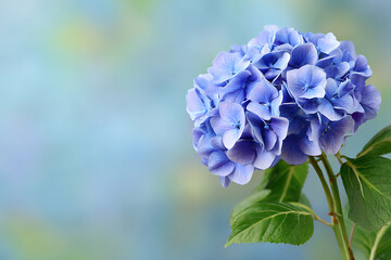 Beautiful blue hydrangea flower with soft pastel background colors and leaves