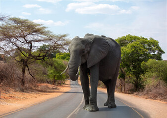 African elephant, big five safari animal crossing an asphalt road in savannah, National park