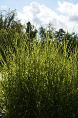 natural image of zebra grass ( miscanthus sinensis strictus) during summertime